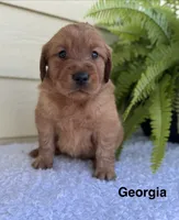Georgia, a female Golden Retriever for sale in Sioux Falls, SD – 1 of 3
