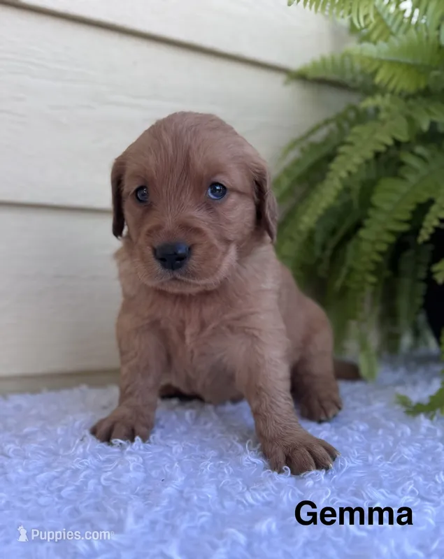 Gemma – Golden Retriever puppy for sale in Sioux Falls, SD