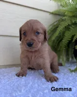 Gemma, a female Golden Retriever for sale in Sioux Falls, SD – 1 of 3