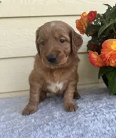 Arthur, a male Golden Retriever for sale in Sioux Falls, SD – 3 of 3