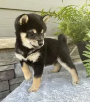 Crystal , a female Shiba Inu for sale in Sioux Falls, SD – 2 of 5
