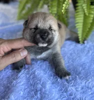 Niko, a male Shiba Inu for sale in Sioux Falls, SD – 2 of 4
