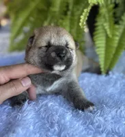 Niko, a male Shiba Inu for sale in Sioux Falls, SD – 4 of 4