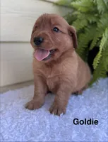 Goldie, a female Golden Retriever for sale in Sioux Falls, SD – 2 of 3