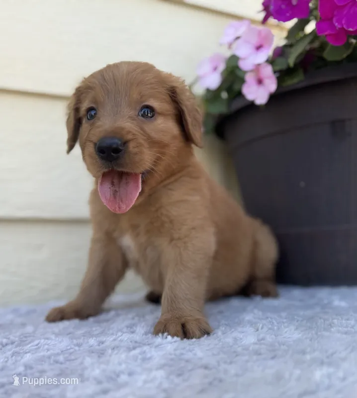 Jasper – Golden Retriever puppy for sale in Sioux Falls, SD