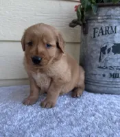 Jett, a male Golden Retriever for sale in Sioux Falls, SD – 4 of 6