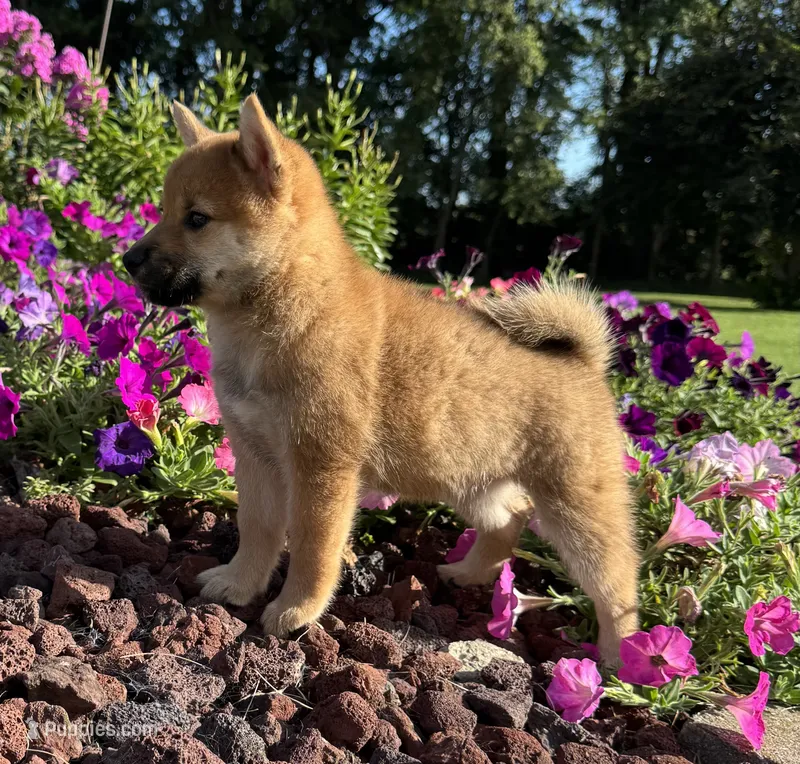 Doria – Shiba Inu puppy for sale in Sioux Falls, SD
