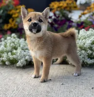 Diana, a female Shiba Inu for sale in Sioux Falls, SD – 5 of 5