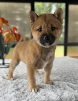 Tizzy, a female Shiba Inu for sale in Sioux Falls, SD – 4 of 5