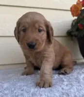 Abe, a male Golden Retriever for sale in Sioux Falls, SD – 3 of 3