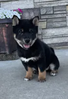 Prince, a male Shiba Inu for sale in Sioux Falls, SD – 5 of 7