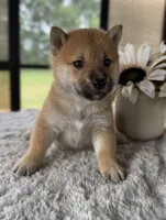 Durango, a male Shiba Inu for sale in Sioux Falls, SD – 3 of 3
