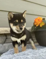 Cooky, a female Shiba Inu for sale in Sioux Falls, SD – 5 of 6