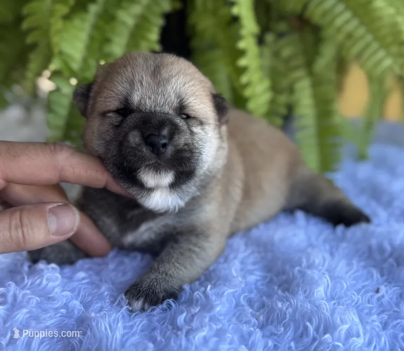 Niko – Shiba Inu puppy for sale in Sioux Falls, SD