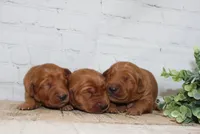 May's Females, a female Golden Retriever for sale in Sioux Falls, SD – Photo 1 of 4