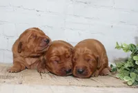 May's Females, a female Golden Retriever for sale in Sioux Falls, SD – Photo 2 of 4