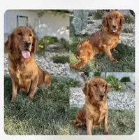 May's Females, a female Golden Retriever for sale in Sioux Falls, SD – Photo 4 of 4