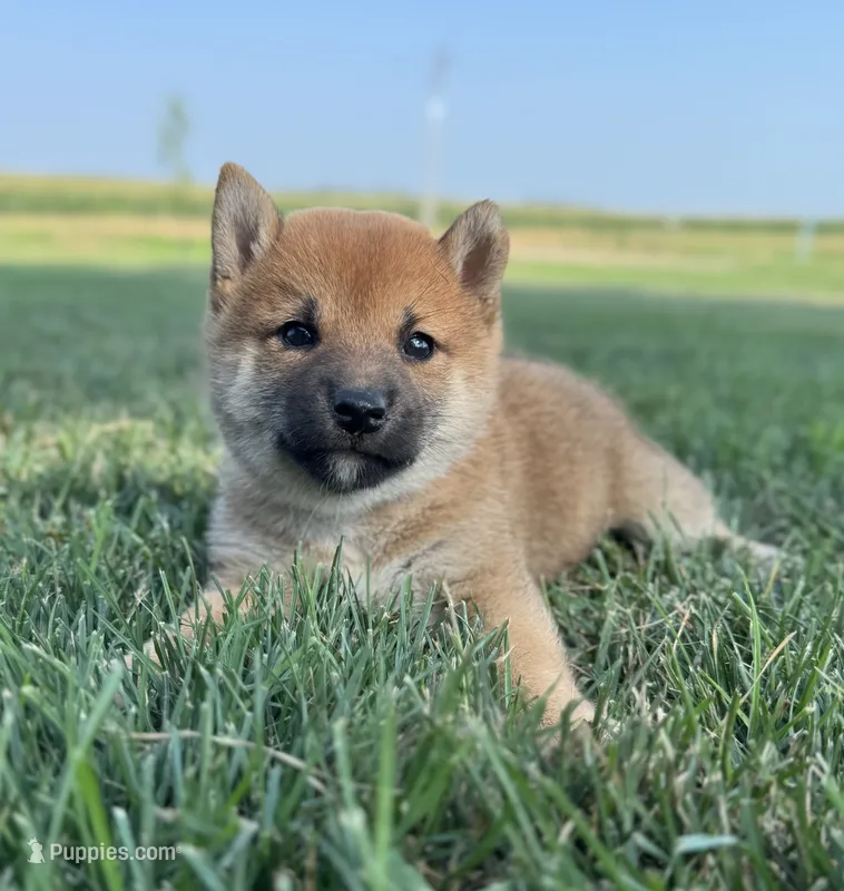 Dotti – Shiba Inu puppy for sale in Sioux Falls, SD