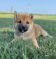 Dotti, a female Shiba Inu for sale in Sioux Falls, SD – 1 of 3
