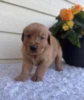 Jenna, a female Golden Retriever for sale in Sioux Falls, SD – 2 of 6