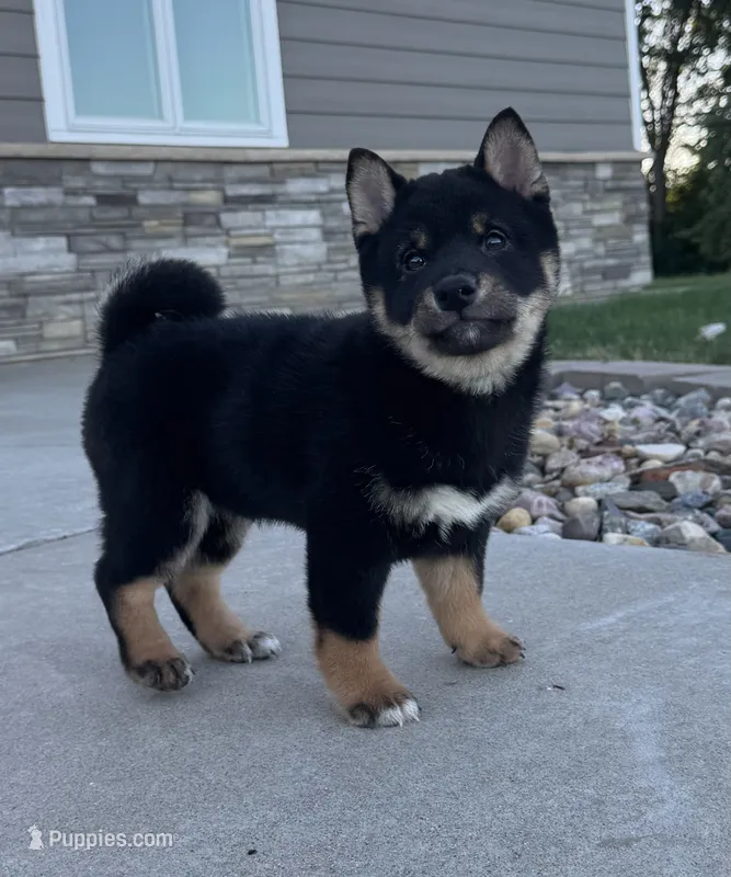 Prince – Shiba Inu puppy for sale in Sioux Falls, SD