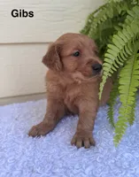 Gibs, a male Golden Retriever for sale in Sioux Falls, SD – 3 of 3