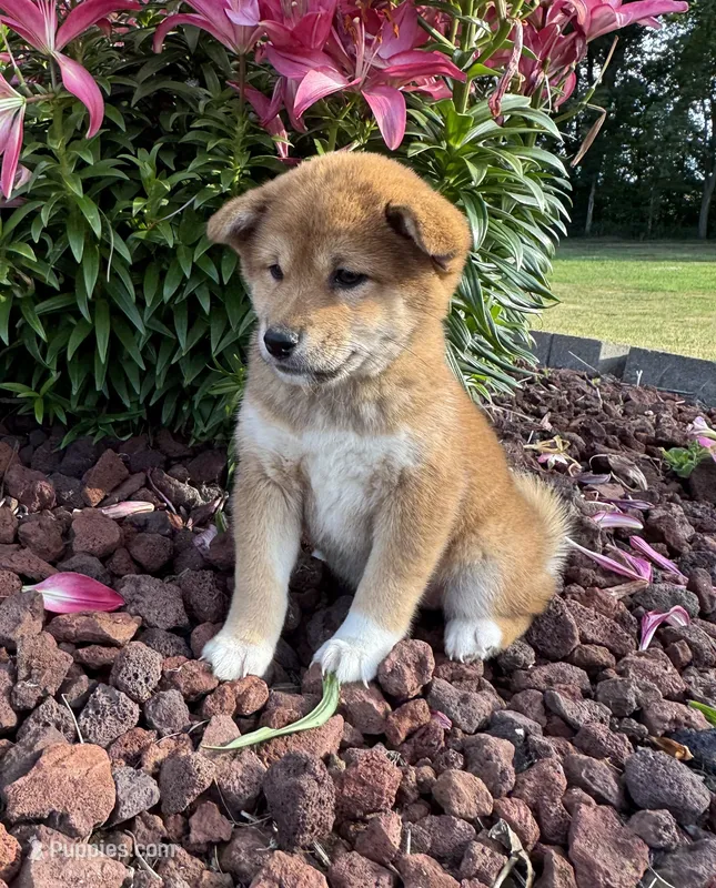 Velvet – Shiba Inu puppy for sale in Sioux Falls, SD