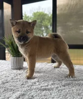 Twyla, a female Shiba Inu for sale in Sioux Falls, SD – 3 of 4