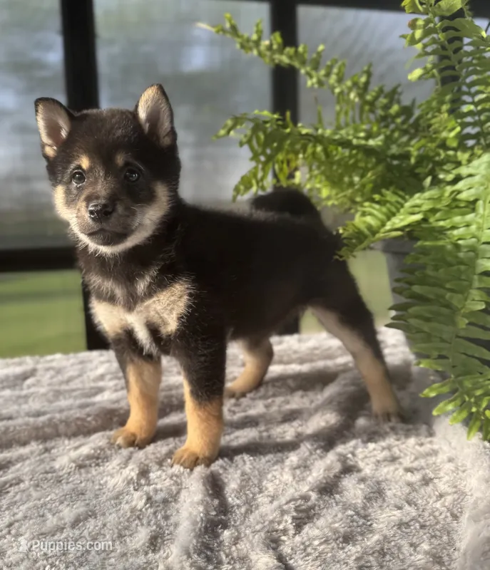 Cherry – Shiba Inu puppy for sale in Sioux Falls, SD