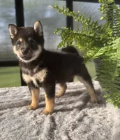 Cherry, a female Shiba Inu for sale in Sioux Falls, SD – 1 of 4