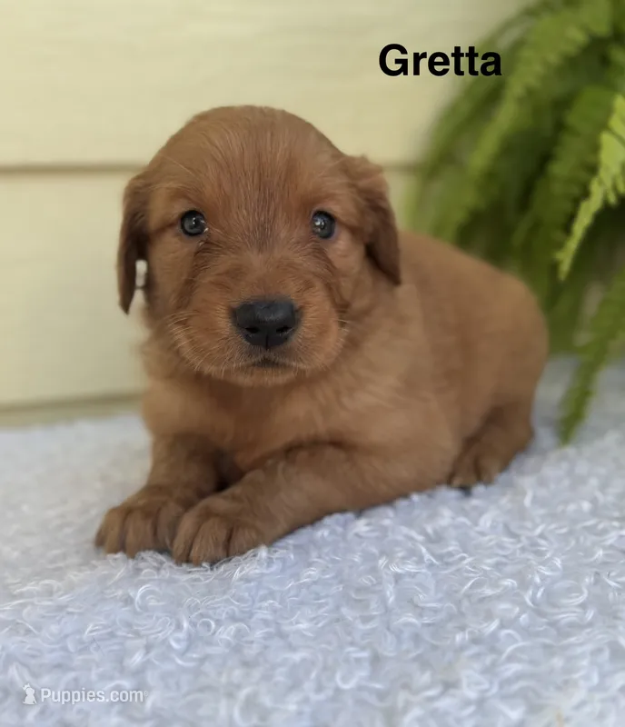 Gretta – Golden Retriever puppy for sale in Sioux Falls, SD