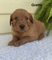 Gretta, a female Golden Retriever for sale in Sioux Falls, SD – 1 of 3