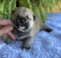 Niko, a male Shiba Inu for sale in Sioux Falls, SD – 3 of 4