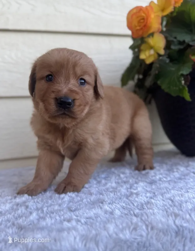 Jenna – Golden Retriever puppy for sale in Sioux Falls, SD