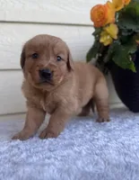 Jenna, a female Golden Retriever for sale in Sioux Falls, SD – 1 of 6