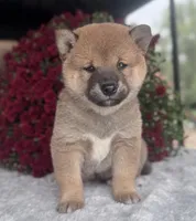 Grey, a male Shiba Inu for sale in Sioux Falls, SD – 1 of 4