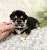 processed/b625482a-8490-45a1-b20a-6b9b12032185/listing/51652c5f-5922-4bb0-ba6a-5cc0cee1b31f/d1d234be-3768-488c-9b56-0c4e1dbd3643