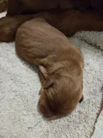 GR Female, a female Golden Retriever for sale in Sioux Falls, SD – Photo 2 of 3