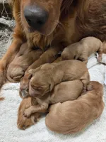 GR Female, a female Golden Retriever for sale in Sioux Falls, SD – Photo 1 of 3