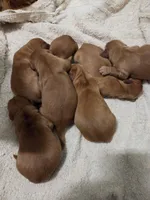 GR Female, a female Golden Retriever for sale in Sioux Falls, SD – Photo 3 of 3