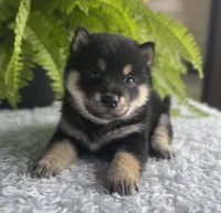 Jester, a male Shiba Inu for sale in Sioux Falls, SD – 4 of 4
