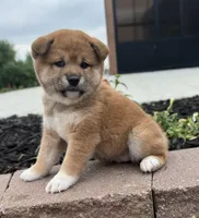 Velvet, a female Shiba Inu for sale in Sioux Falls, SD – 2 of 5