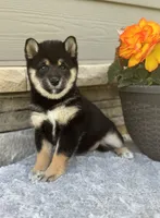 Candy, a female Shiba Inu for sale in Sioux Falls, SD – 4 of 5