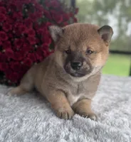 Grey, a male Shiba Inu for sale in Sioux Falls, SD – 4 of 4
