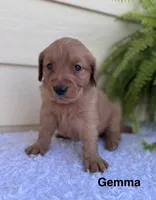 Gemma, a female Golden Retriever for sale in Sioux Falls, SD – 3 of 3