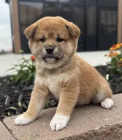 Velvet, a female Shiba Inu for sale in Sioux Falls, SD – 4 of 5