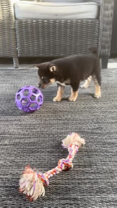 Cherry, a female Shiba Inu for sale in Sioux Falls, SD – 4 of 4