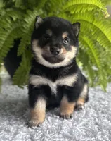 Jackson, a male Shiba Inu for sale in Sioux Falls, SD – 4 of 4