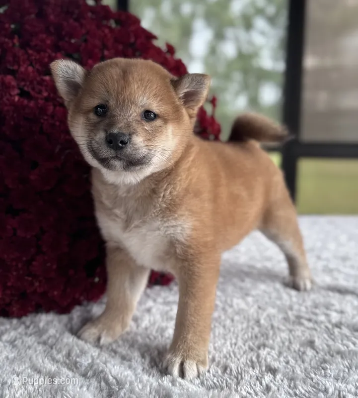 Norma – Shiba Inu puppy for sale in Sioux Falls, SD