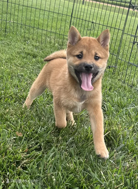 Tizzy – Shiba Inu puppy for sale in Sioux Falls, SD